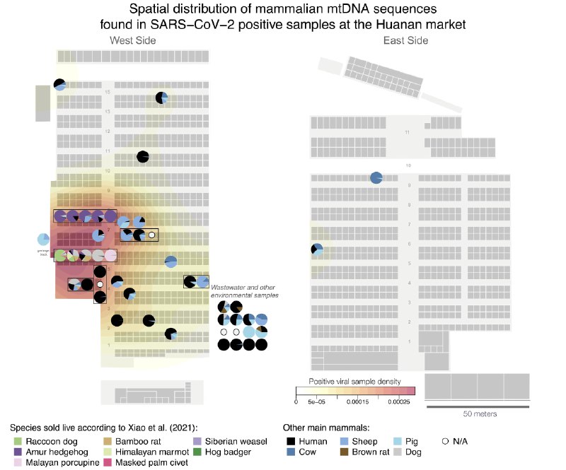 早前分析华南海鲜市场样本测序数据，进而反对中疾控“市场病毒人源说”的学者3月20日将有关成果以预印本形式发表